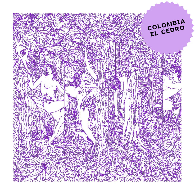 Colombia El Cedro Bourbon Rayado Lavado